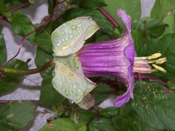 КОБЕЯ ПЛАЗЕТНАЯ ФИОЛЕТОВАЯ (COBAEA SCANDENS) 6 СЕМЯН