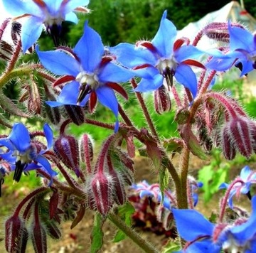 БОРАГО ОФИЦИНАЛИС (BORAGO OFFICINALIS) 50 СЕМЯН