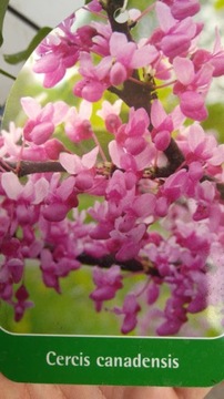 Cercis canadensis – канадский жук-иуда ХИТ!