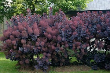 ЦВЕТОК ПАРИК ПОДОЛЬСКИЙ (COTINUS COGGYGRIA) - 40 СЕМЕН