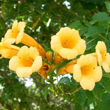 Campsis radicans 'Flava' - ЖЕЛТЫЙ американский милин