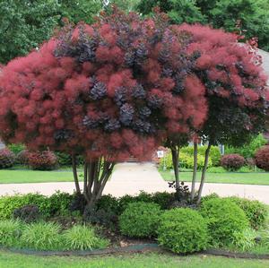 ЦВЕТОК ПАРИК ПОДОЛЬСКИЙ (COTINUS COGGYGRIA) - 40 СЕМЕН