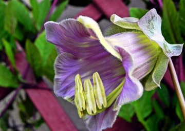 КОБЕЯ ПЛАЗЕТНАЯ ФИОЛЕТОВАЯ (COBAEA SCANDENS) 6 СЕМЯН