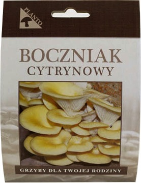 Oyster mushrooms lemon mycelium on wheels grzybnie, фото