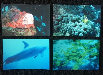 Bumper fishes diving rafa coral 4 pieces, фото