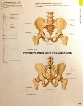 ATLAS ANATOMII GILROY TOM 2 ~2017~