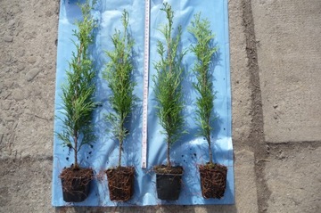 thuja smaragd TUJA SZMARAGD W DONICZCE 30-40CM !-3,5ZŁ/szt-50sztuk 1gratis