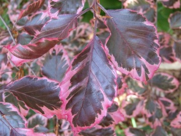 Бук обыкновенный PURPUREA TRICOLOR 60см В ГОРШКЕ