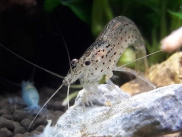 Креветка АМАНО для борьбы с водорослями AMANO SHRIMP