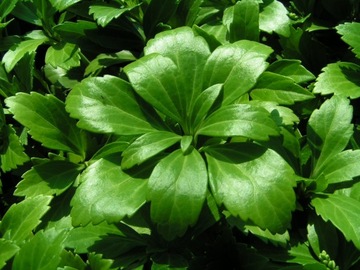 PACHYSANDRA zamiast trawnika, zestaw 20 szt