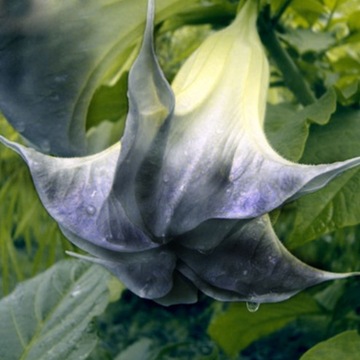 datura czarna - nasiona