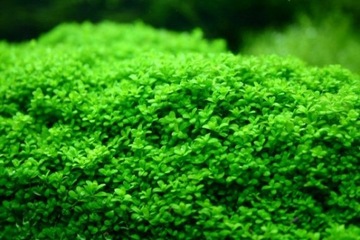Hemianthus callitrichoides Куба КРУЖКА 10 см АКЦИЯ