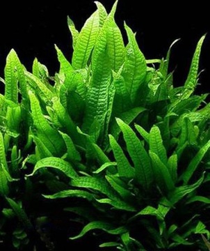 МИКРОСОРИУМ ПТЕРОПУС размножение akwa_fan