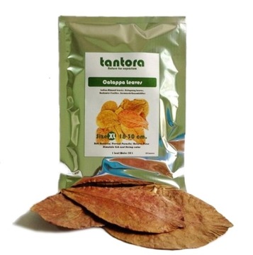 TANTORA Liście Ketapang XL 10szt - e-