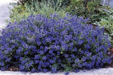 CARYOPTERIS CLANDONENSIS 'KEW BLUE' BARBULA KLANDO