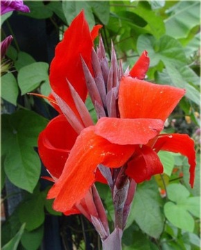 CANNA INDICA RED GREY МАГАЗИН_ТЮЛЬПАН.