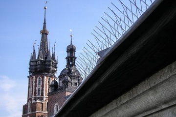 САМЫЕ ДЛИННЫЕ ИЗ НЕРЖАВЕЮЩИХ НЕРЖАВЕЮЩИЕ КОЛИКИ ДЛЯ ПТИЦ И ГОЛУБЕЙ