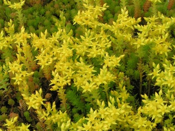 SEDUM-ROZCHODNIK OSTRY `AUREA`bardzo dekoracyjny