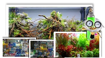 Roślina do akwarium Micranthemum Umbrosum piękne