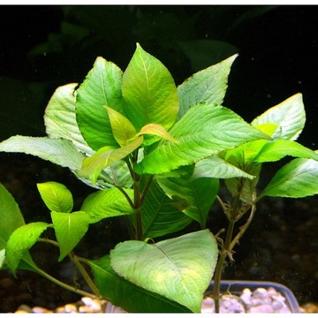 HYGROPHILA CORYMBOSA NADWÓDKA разведение akwa_fan