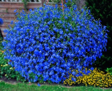 Семена LOBELIA HANGING Beautiful Blue Ball 0,1 г