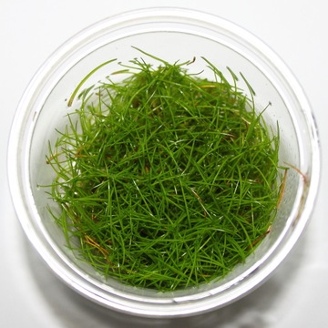 Eleocharis parvula- In vitro - Saxon4