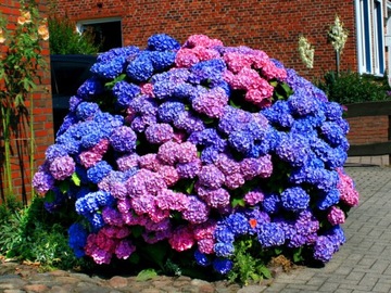 HORTENSJA LDEUTSCHLAND SKLEP_TULIPAN.