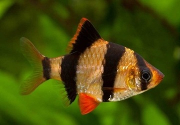 Brzanka sumatrzańska Sumatra WYSYŁKA akwa_fan