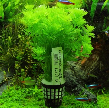 Легкие растения Limnophila Sessiliflora для аквариума.