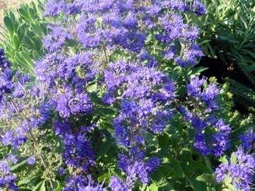 CARYOPTERIS CLANDONENSIS 'KEW BLUE' BARBULA KLANDO