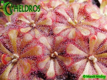 Rosiczka ALICIAE Drosera - 50X - od hodowcy SUPER