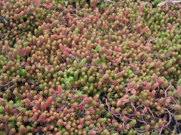 SEDUM-SEDUM SPICY `AUREA` очень декоративен.