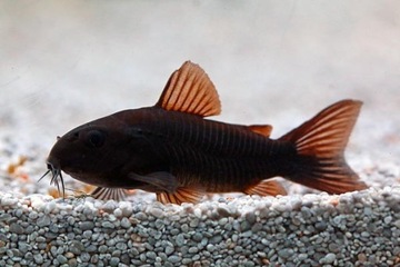 Kirys czarny Corydoras black WYSYŁKA akwa_fan