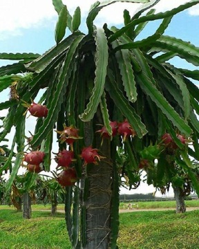 Кактус Красный Питайя Драконий Фруктовый (Hylocereus Undatus) - семена 20 шт.