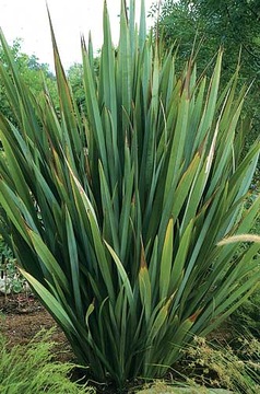 ЛЕН НОВОЗЕЛАНДСКИЙ – СЛАДКИЙ (PHORMIUM TENAX) - 5 СЕМЯН