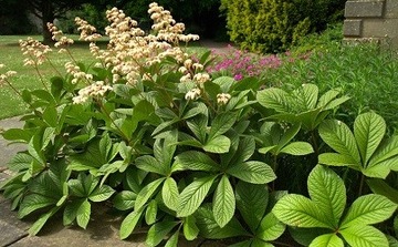 РОДЖЕРСИЯ КАШТАНОВОЛИСТОСТНАЯ (RODGERSIA AESCULIFOLIA) - 100 СЕМЯН