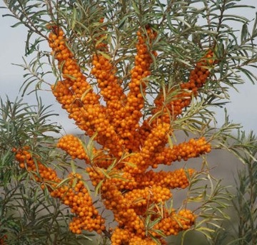 СУКА МОРСКАЯ ОБЫКНОВЕННАЯ HIPPOPHAE RHAMNOIDES 50 СЕМЯН