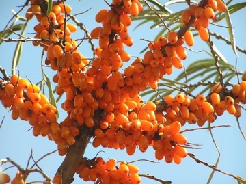 СУКА ОБЫКНОВЕННАЯ МОРСКАЯ HIPPOPHAE RAMNOIDES 50 СЕМЯН