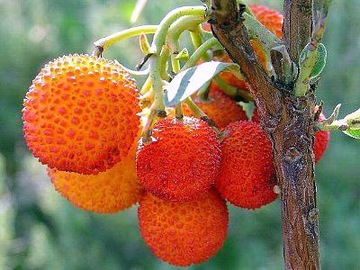 DRZEWO TRUSKAWKOWE ARBUTUS UNEDO - 10 NASION