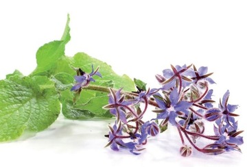 БОРАГО ОФИЦИНАЛИС (BORAGO OFFICINALIS) 50 СЕМЯН