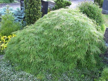 ДЛЯ БОНСАЙ ПАЛЬМЫ КЛЕН ДУМ. ЗЕЛЕНОЛИСТНОЙ (ACER PALMATUM) - 10 СЕМЯН