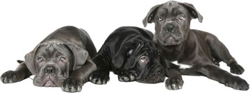 NAKLEJKI NA ŚCIANĘ Psy Cane corso 20 100x37 cm