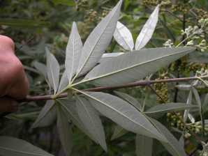 WITEKS - VITEX NEGUNDO RZADKI GATUNEK - 30 NASION