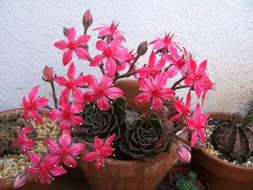 Graptopetalum bellum – эффектное цветение.