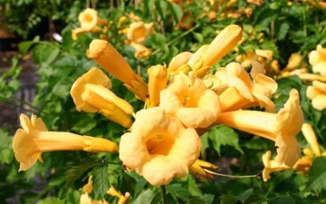 Campsis radicans 'Flava' - Milin amerykański ŻÓŁTY