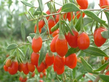 VITAL GOJI BERRY КИТАЙСКИЙ ТРЮК 50 СЕМЯН