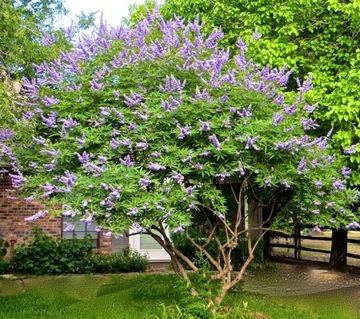 WITEKS - VITEX NEGUNDO RZADKI GATUNEK - 30 NASION