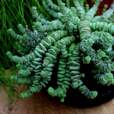 Grubosz 'Hottentot' ŻYWE KORALE Crassula MALUCH