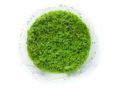 Hemianthus callitrichoides CUBA kubek 10cm InVitro