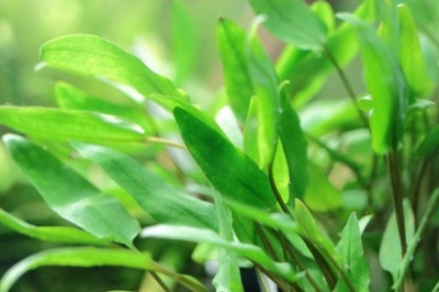 Cryptocoryne wendtii green - hodowla podwodna
